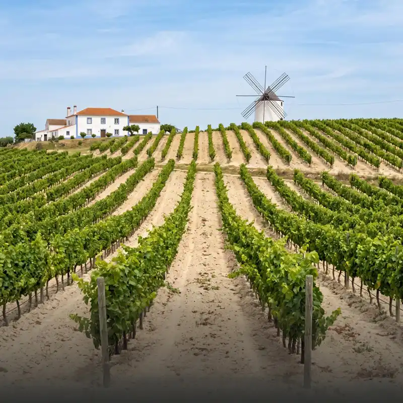 Weinberge der Bairrada mit Windmühle