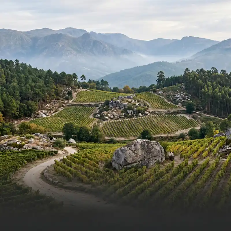 Weinberge der Region Dão vor der Serra da Estrela