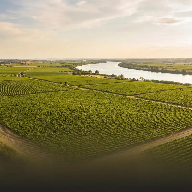 Weinberge am Fluss Tejo