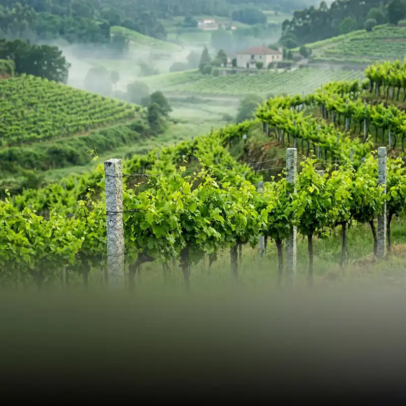 Weinberge der Region Vinho Verde in Portugal